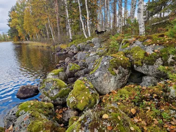 Jönsson, rescuehund i Skellefteå, bild 12