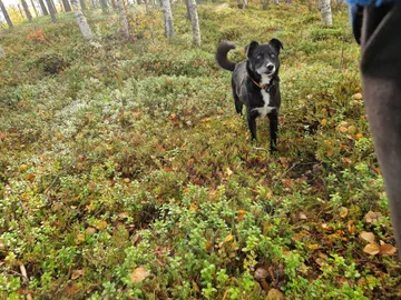 Jönsson, rescuehund i Skellefteå, bild 13