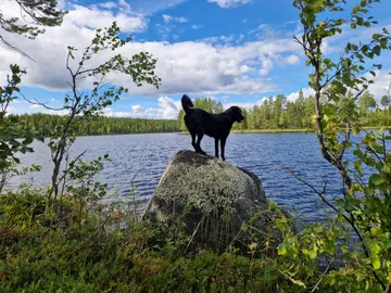 Nero, rescuehund i Skellefteå, bild 39