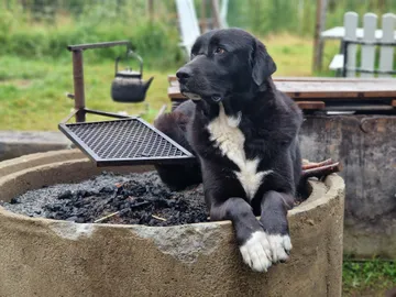Nero, rescuehund i Skellefteå, bild 37