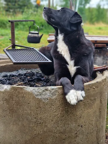 Nero, rescuehund i Skellefteå, bild 38