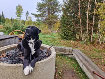 Nero, rescuehund i Skellefteå, bild 36