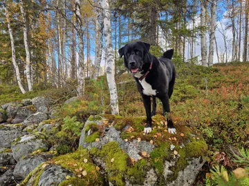 Nero, rescuehund i Skellefteå, bild 40