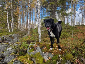 Nero, rescuehund i Skellefteå, bild 41
