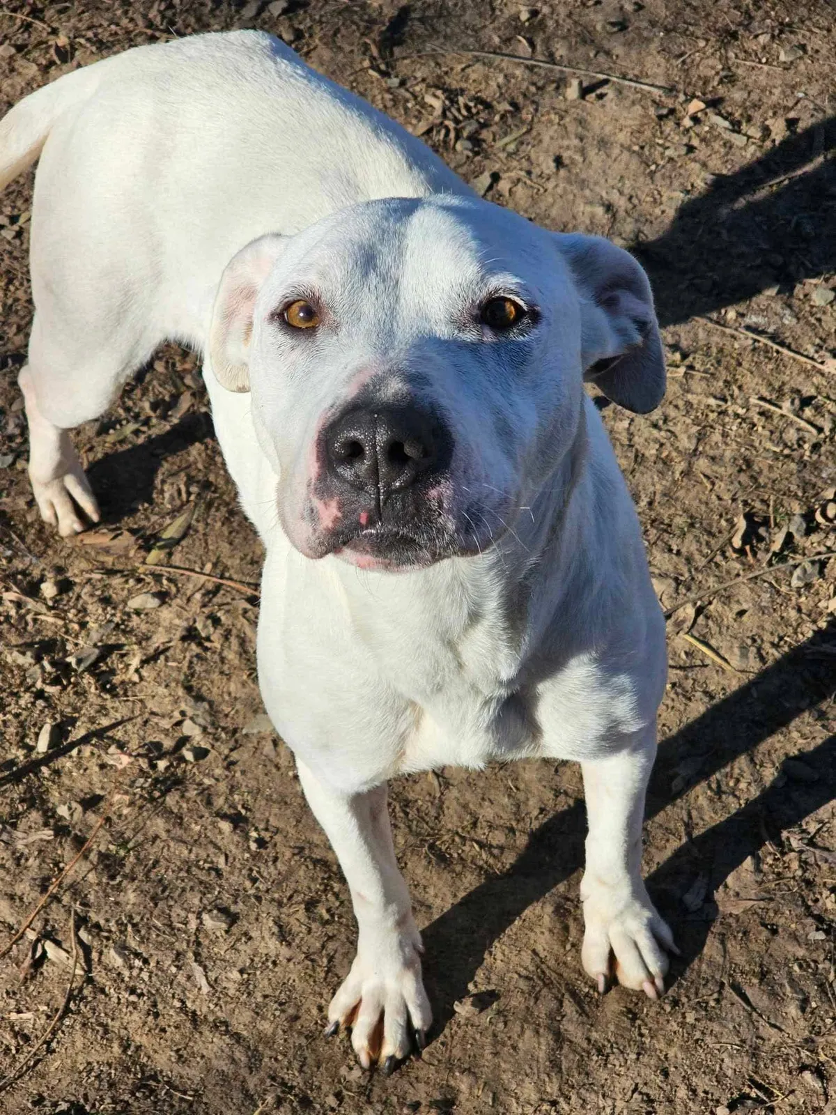 Alba, bullhund som söker hem via Ohana Rescue och finns i Rumänien