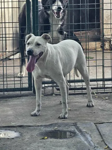 Alba, rescuehund i Rumänien, bild 1