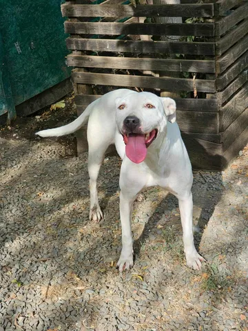 Alba, rescuehund i Rumänien, bild 2