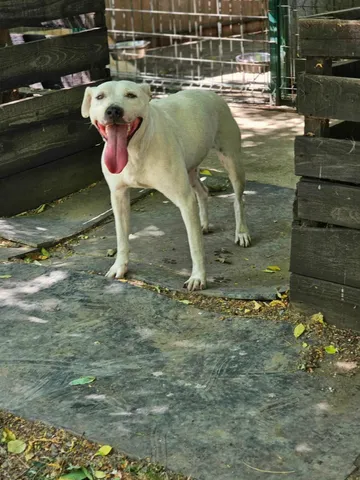 Alba, rescuehund i Rumänien, bild 3