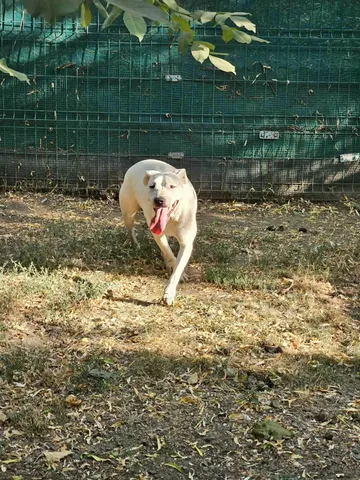 Alba, rescuehund i Rumänien, bild 4