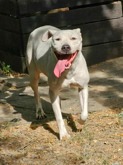 Alba, rescuehund i Rumänien, bild 2