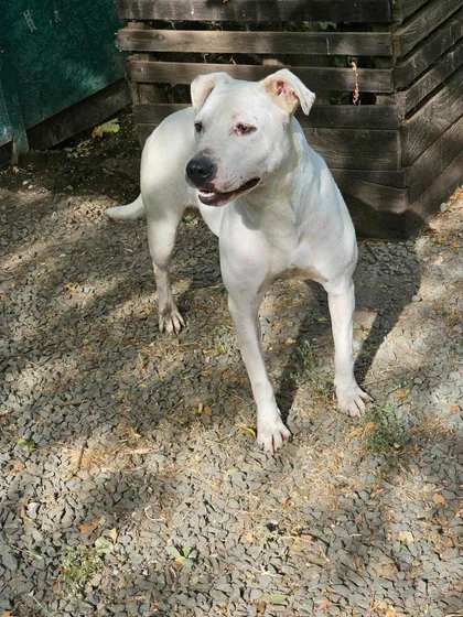 Alba, rescuehund i Rumänien, bild 1
