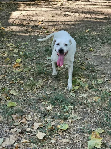 Alba, rescuehund i Rumänien, bild 5