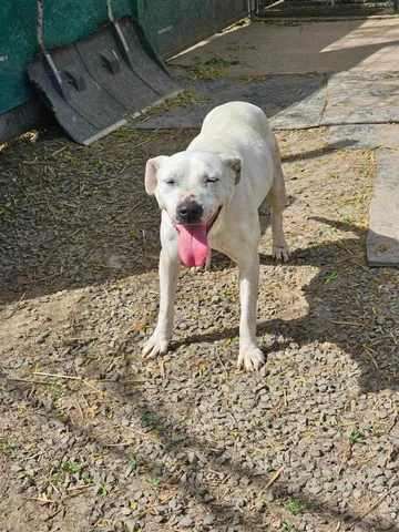 Alba, rescuehund i Rumänien, bild 6