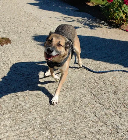 Alfie, rescuehund i Rumänien, bild 1