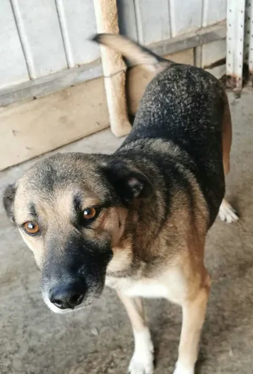 Alfie, rescuehund i Rumänien, bild 2