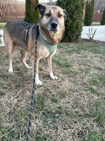 Alfie, rescuehund i Rumänien, bild 3