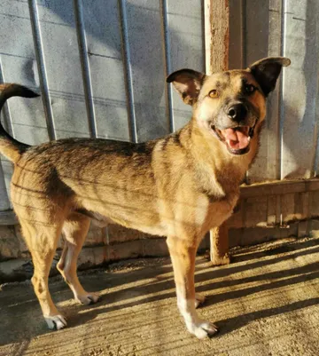 Alfie, rescuehund i Rumänien, bild 4