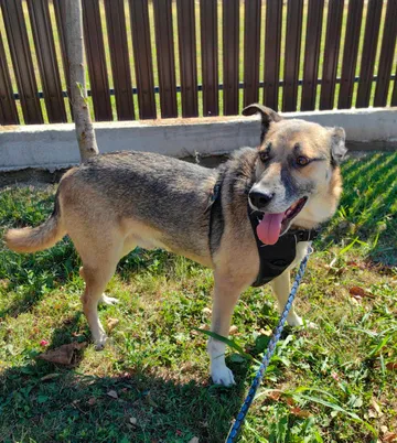 Alfie, rescuehund i Rumänien, bild 5