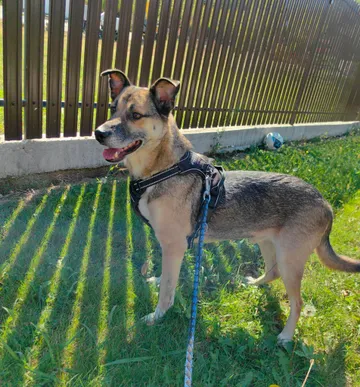 Alfie, rescuehund i Rumänien, bild 6