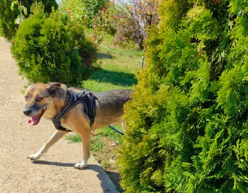 Alfie, rescuehund i Rumänien, bild 7