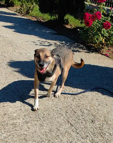 Alfie, rescuehund i Rumänien, bild 8