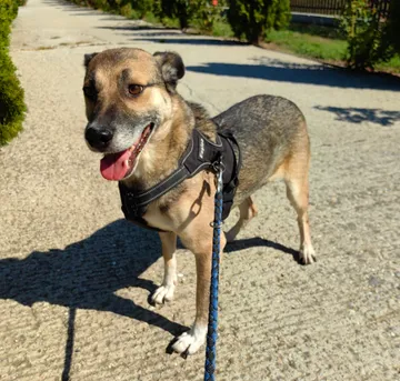 Alfie, rescuehund i Rumänien, bild 9