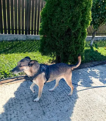 Alfie, rescuehund i Rumänien, bild 10