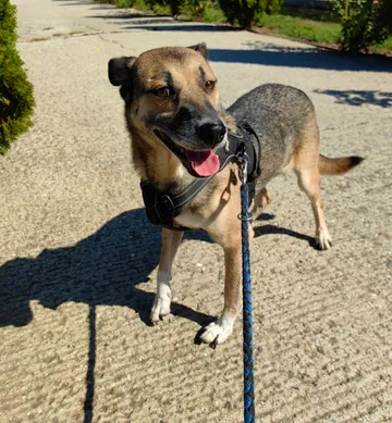 Alfie, rescuehund i Rumänien, bild 11