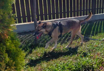 Alfie, rescuehund i Rumänien, bild 12