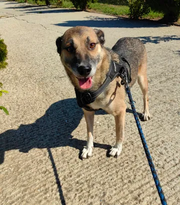 Alfie, rescuehund i Rumänien, bild 13