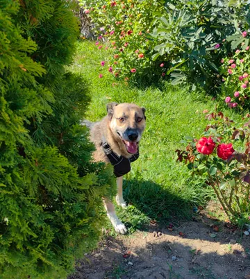 Alfie, rescuehund i Rumänien, bild 14