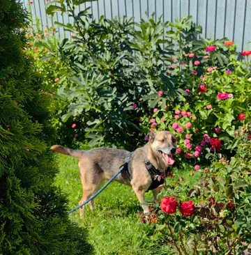 Alfie, rescuehund i Rumänien, bild 15