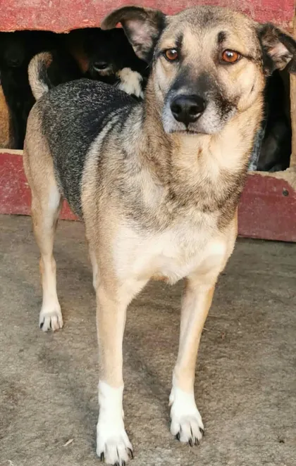 Alfie, rescuehund i Rumänien, bild 3