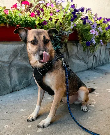 Alfie, rescuehund i Rumänien, bild 17