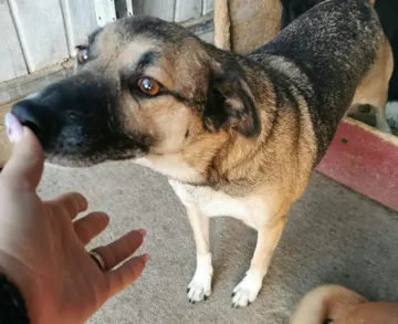 Alfie, rescuehund i Rumänien, bild 18
