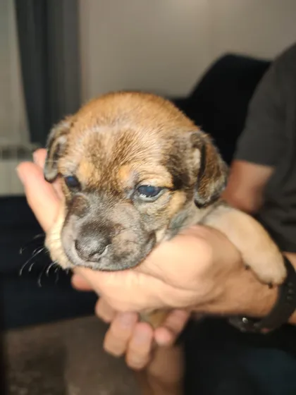 Alma, rescuehund i Polen, bild 1