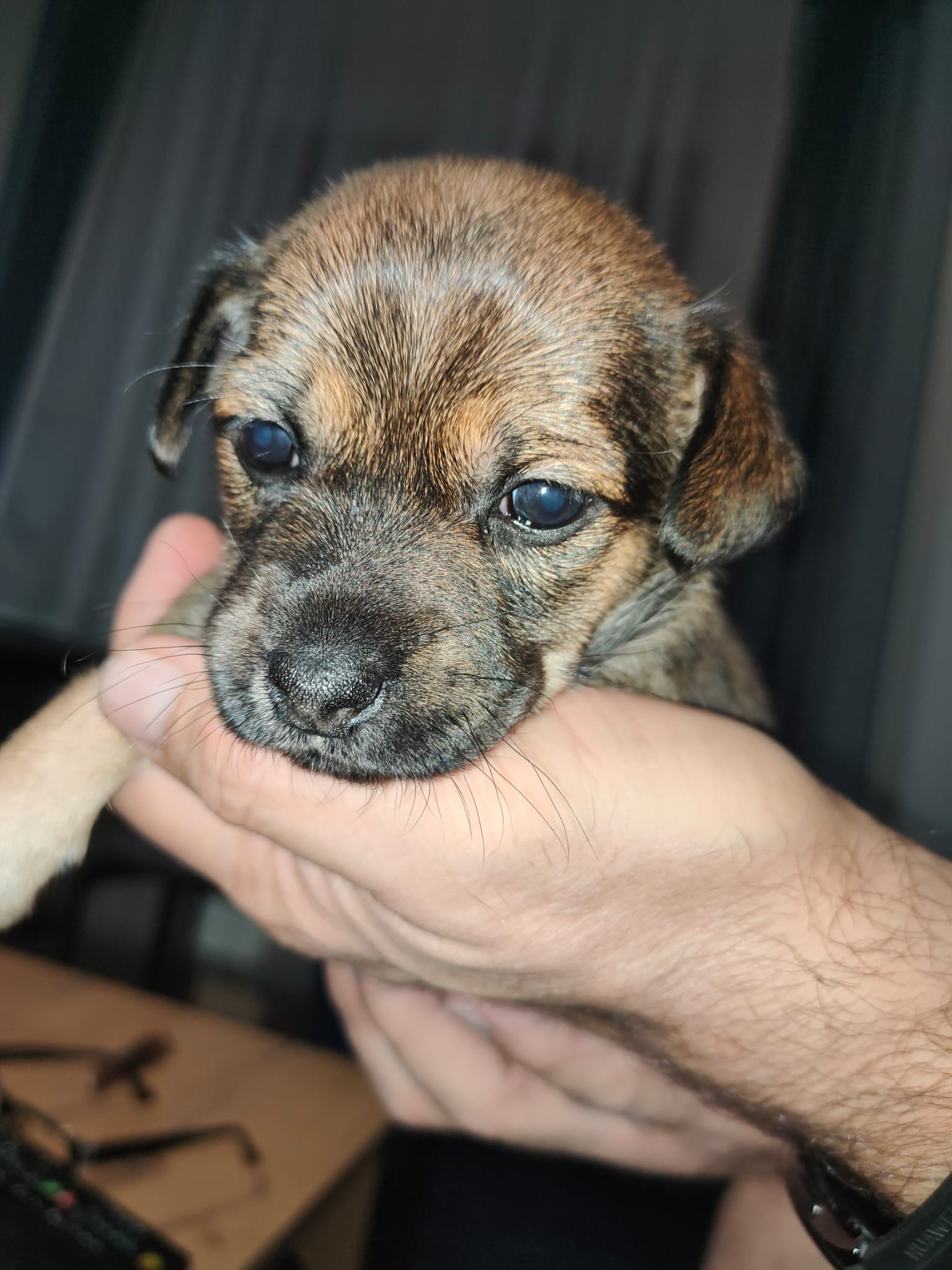 Alma, rescuehund i Polen, bild 1