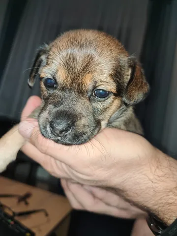 Alma, rescuehund i Polen, bild 1