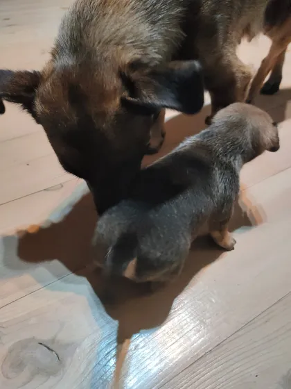 Alma, rescuehund i Polen, bild 2