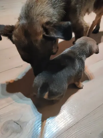 Alma, rescuehund i Polen, bild 3