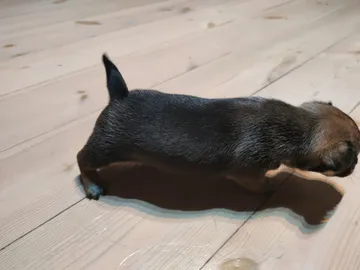 Alma, rescuehund i Polen, bild 4