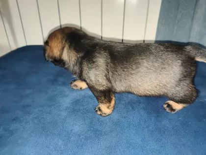 Alma, rescuehund i Polen, bild 3