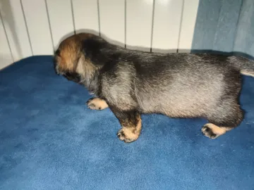 Alma, rescuehund i Polen, bild 5