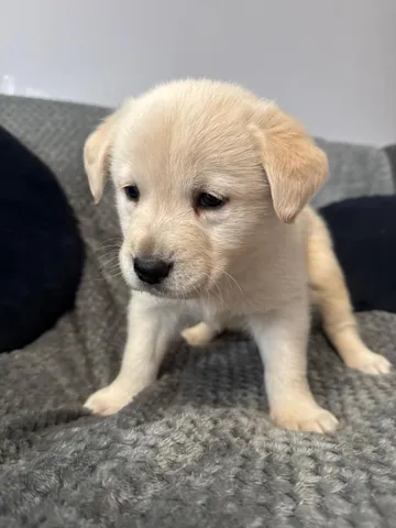 Alva, rescuehund i Polen, bild 2
