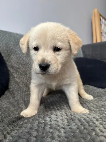 Alva, rescuehund i Polen, bild 3