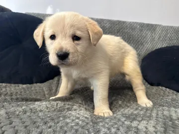 Alva, rescuehund i Polen, bild 4