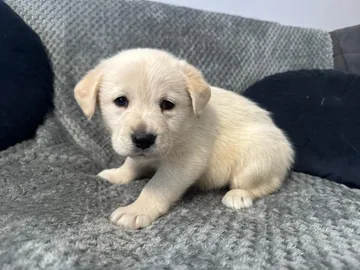 Alva, rescuehund i Polen, bild 6