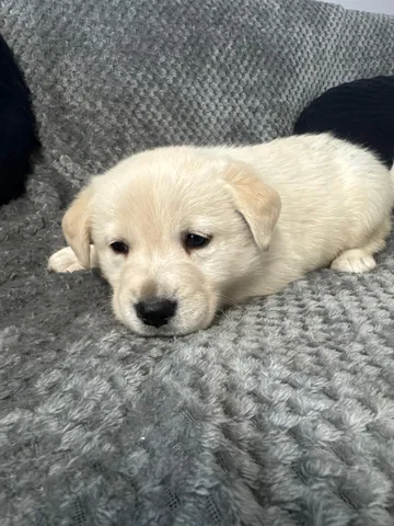 Alva, rescuehund i Polen, bild 5