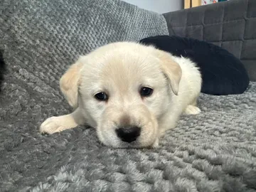 Alva, rescuehund i Polen, bild 7