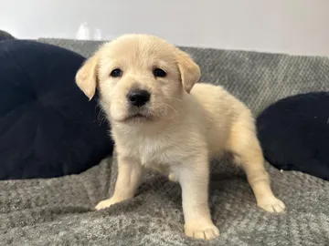 Alva, rescuehund i Polen, bild 8